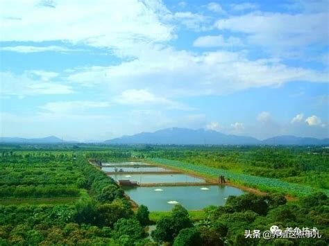 死水養魚|死水池塘怎麼改善水質，水質不好怎麼辦